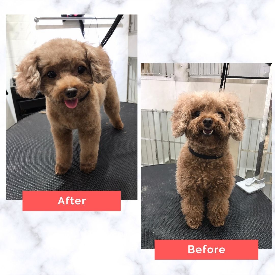 Poodle Dog Grooming Before and After